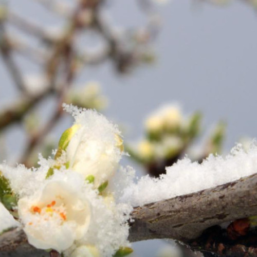 Sprijin financiar de urgență pentru pomicultorii afectați de îngheț