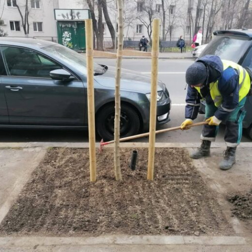 Primăria Sectorului 6 continuă plantările de arbori pe timp de iarnă