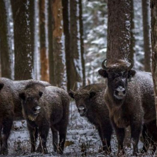 Ținutul Neamțului, pe locul 4 în Topul FIJET România 2026