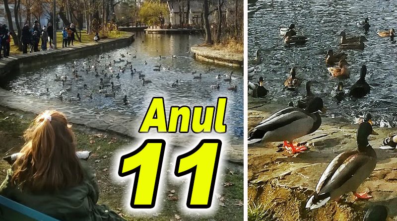 Povestea rațelor sălbatice din Parcul Crâng se reia după 11 ani