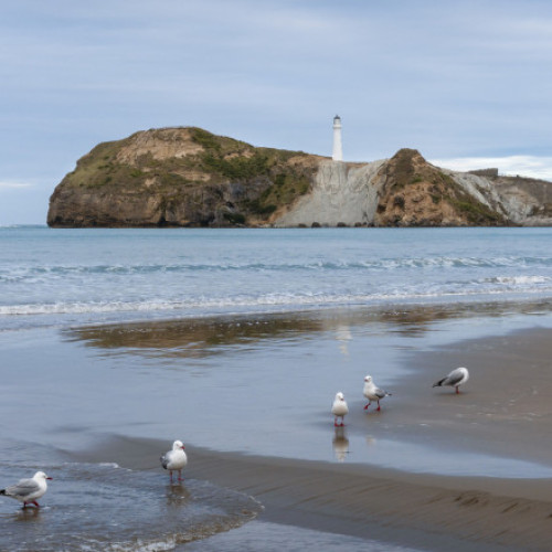 Wellington se confruntă cu o criză ecologică după o scurgere de ape uzate