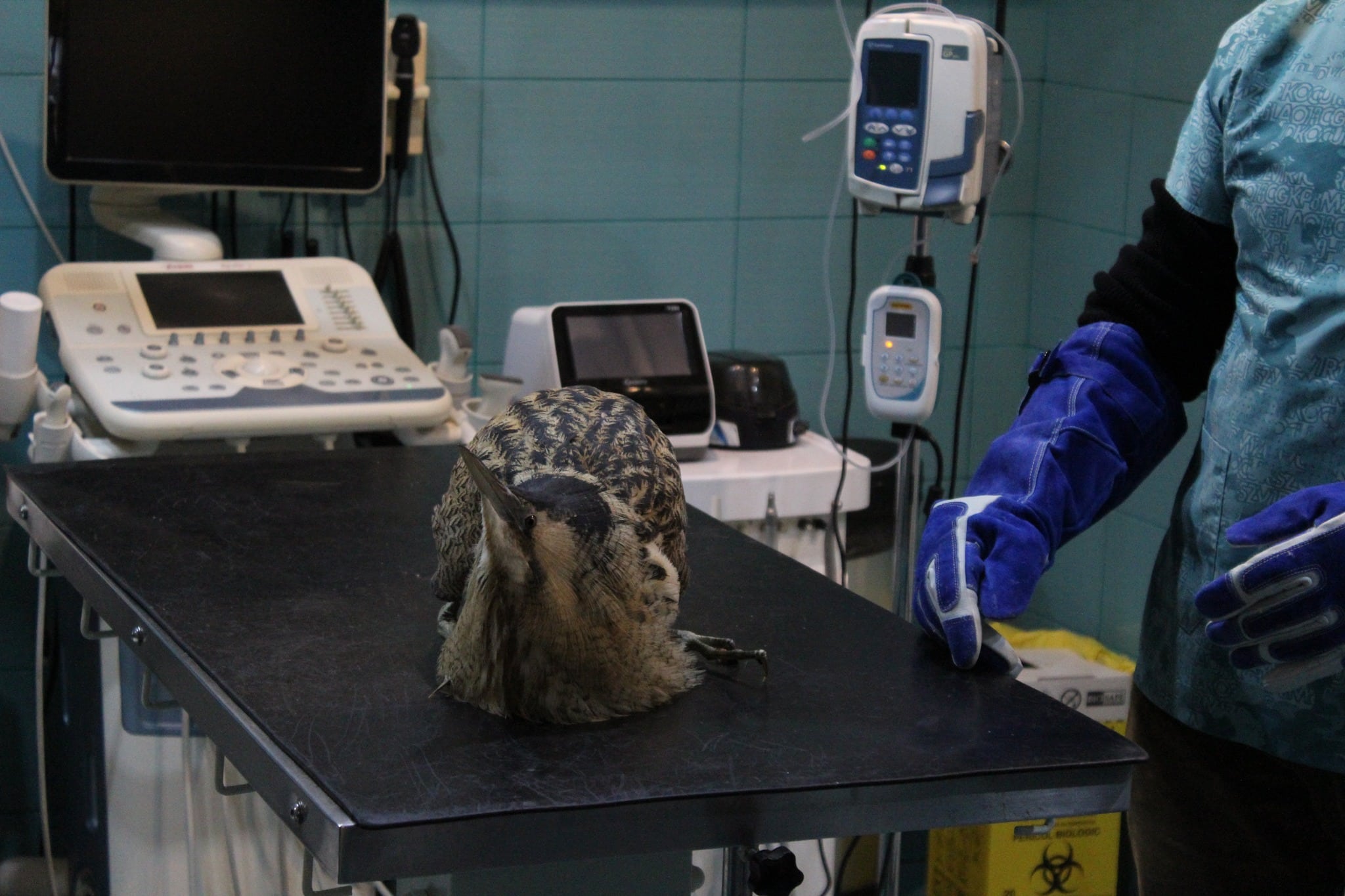 Buhaiul de baltă salvat și eliberat în natură de pompierii din Tulcea