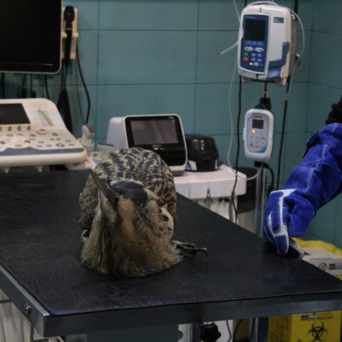 Buhaiul de baltă salvat și eliberat în natură de pompierii din Tulcea