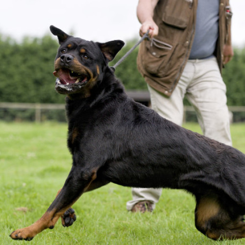 Obligații legale pentru deținătorii de câini periculoși în România