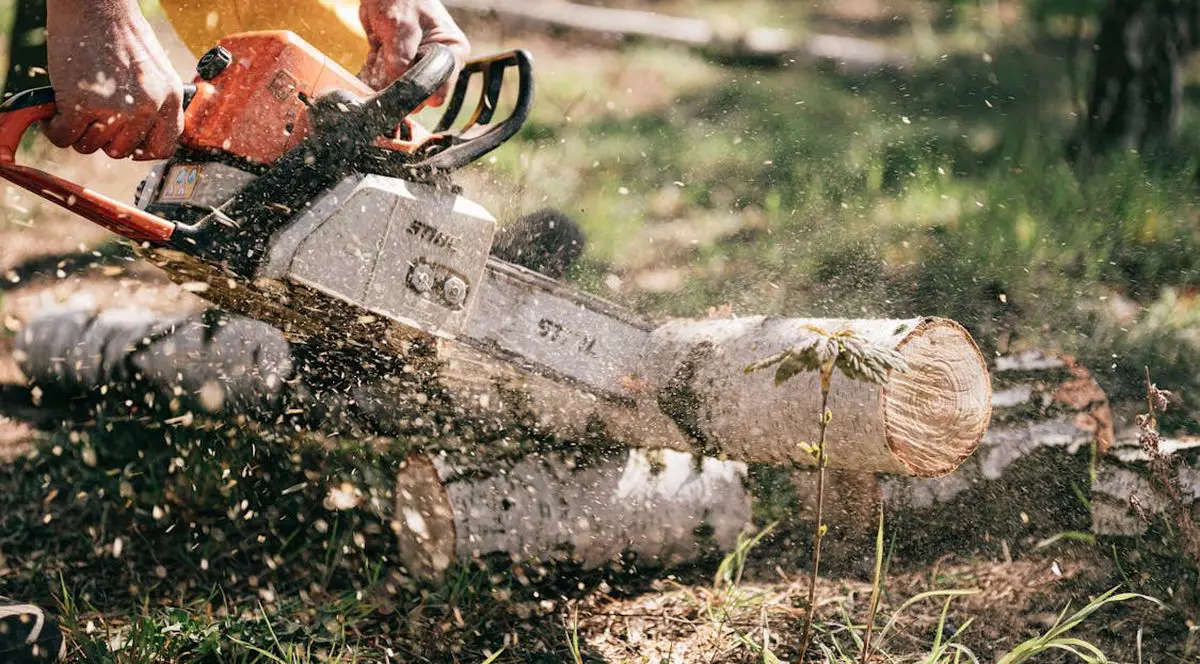 Poliția impune amenzi de 25.000 de lei pentru ilegalități în domeniul lemnului