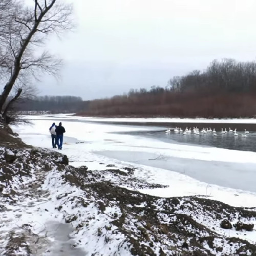 Lebedele de pe Prut primesc ajutorul autorităților din Botoșani