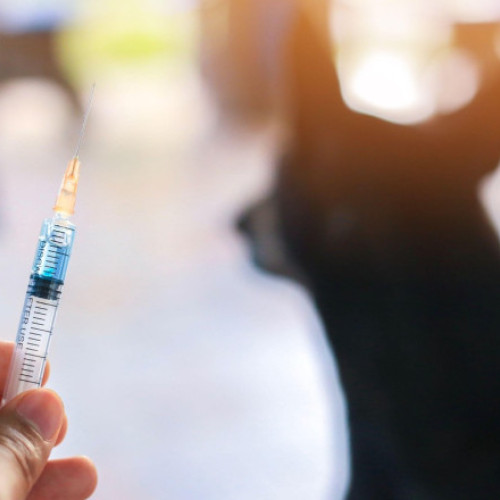 Restricții sanitare impuse în Reutov din cauza rabiei