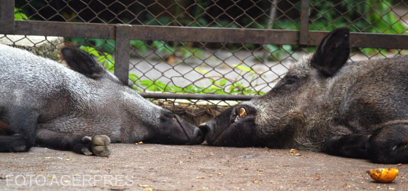 Virusul pestei porcine africane a fost confirmat în Harghita