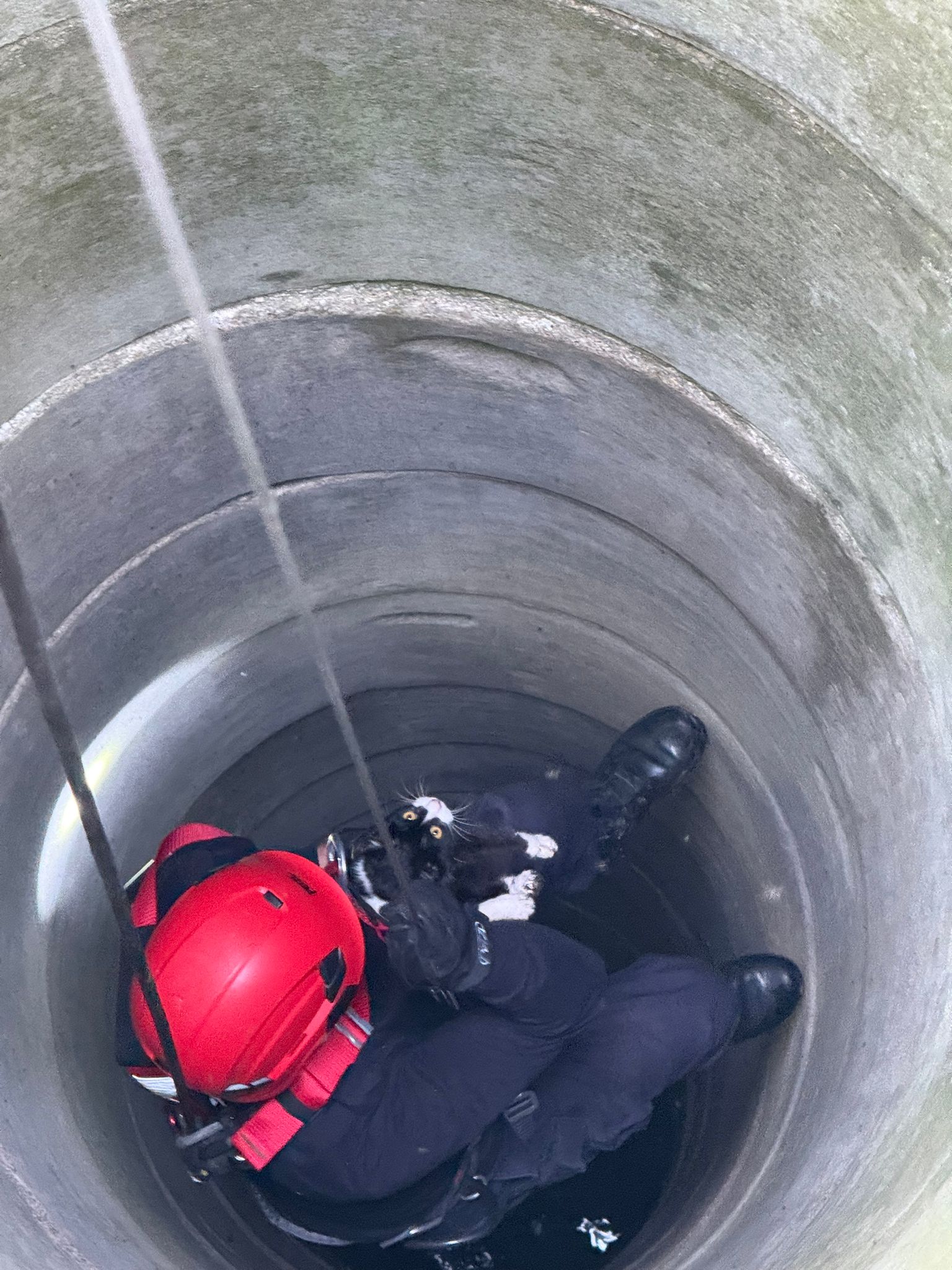 O pisică salvată dintr-o fântână dezafectată în Cetatea