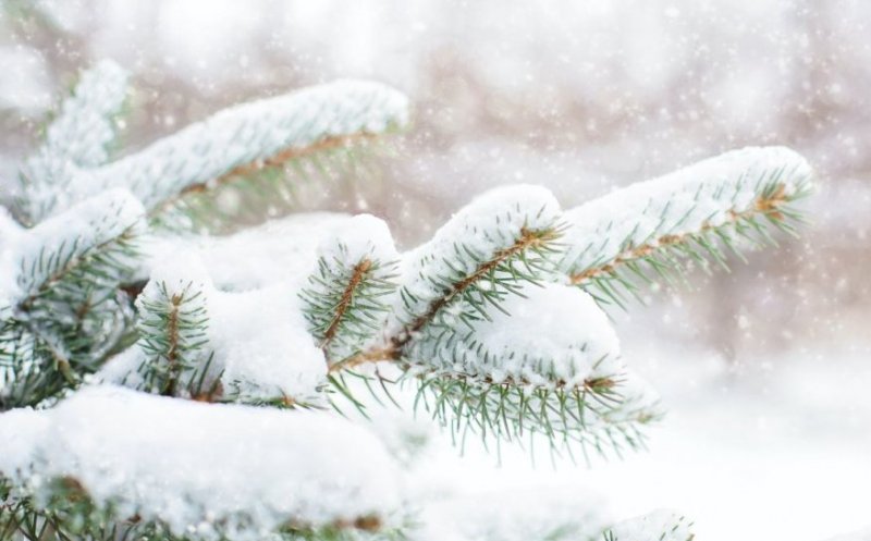 Avertizări meteo pentru Giurgiu: Vânt puternic și ninsori în următoarele zile