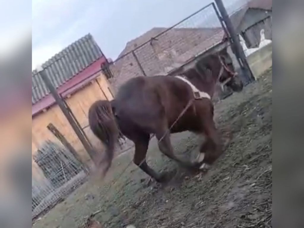 Bărbat din Vâlcea amendat pentru cruzime față de animale