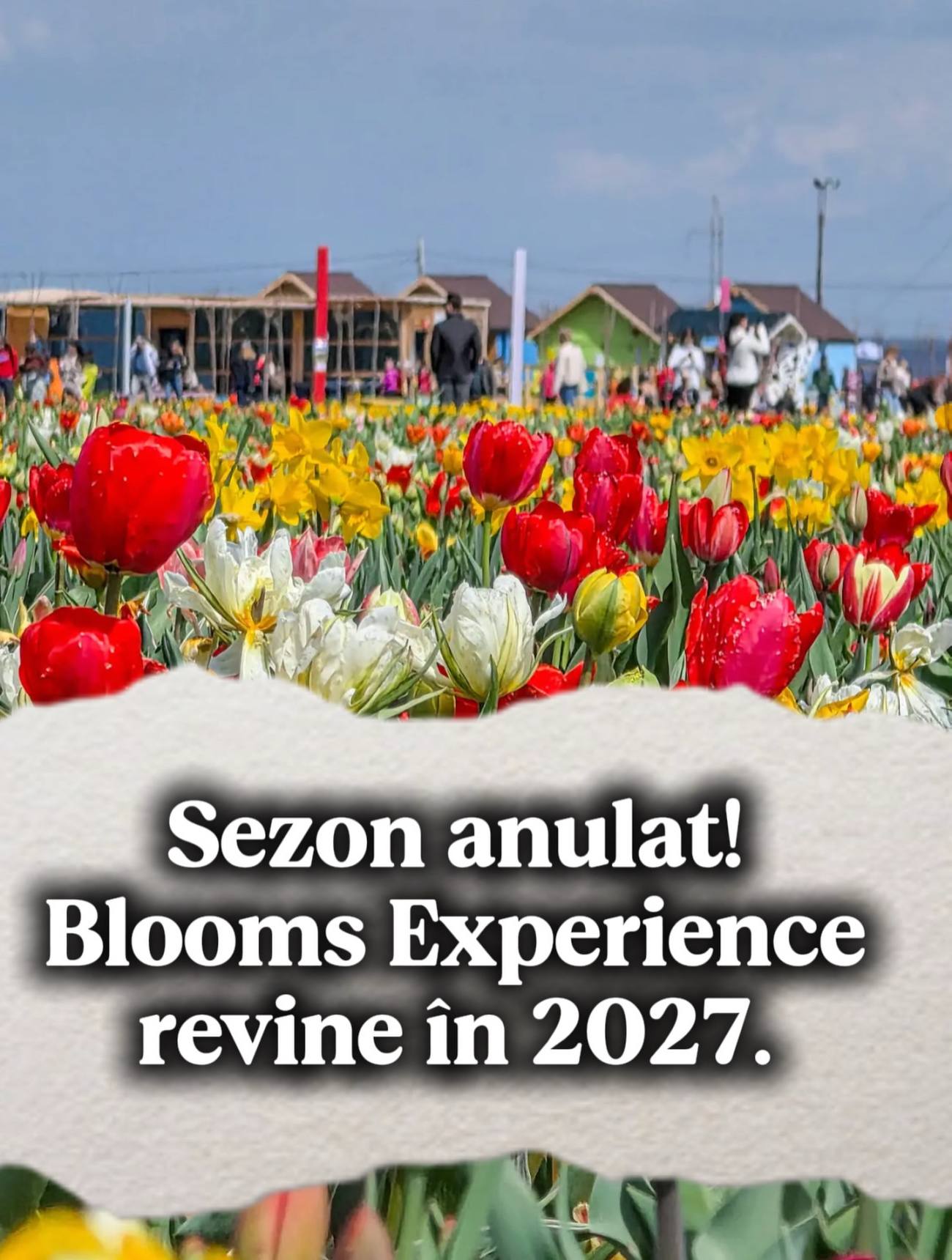Feeria Lalelelor din Dâmbovița nu va avea loc în 2026