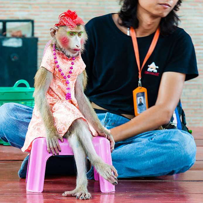 Un experiment revizuiește înțelegerea imaginației la primate