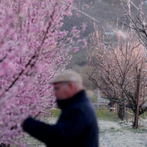 A intrat în vigoare ajutorul de stat pentru pomicultorii afectați de îngheț