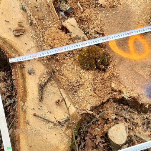 Autoritățile descoperă tăieri ilegale în Podișul Hârtibaciului