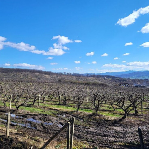 Guvernul oferă sprijin financiar pentru pomicultori afectați de îngheț