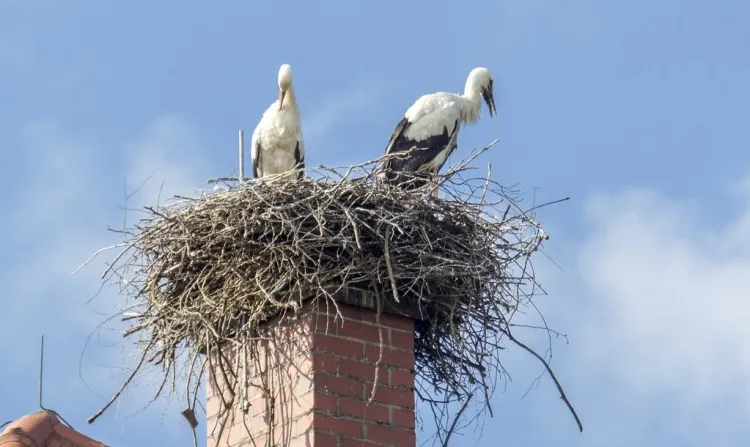 Intervenție a poliției clujene pentru relocarea unui cuib de barză