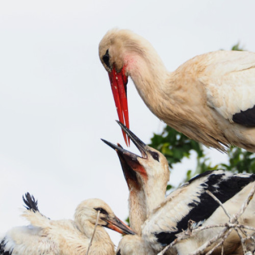 Cuib de barză blochează activitatea poliției din Călățele, Cluj