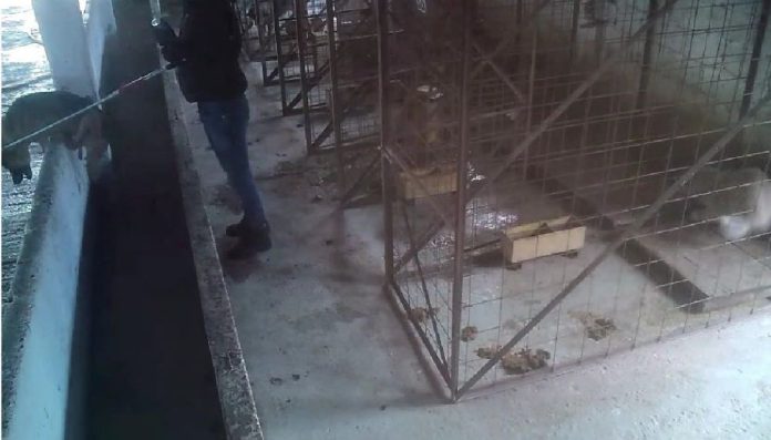 Adăpostul de câini din Suraia, închis de autorități după scandalul online