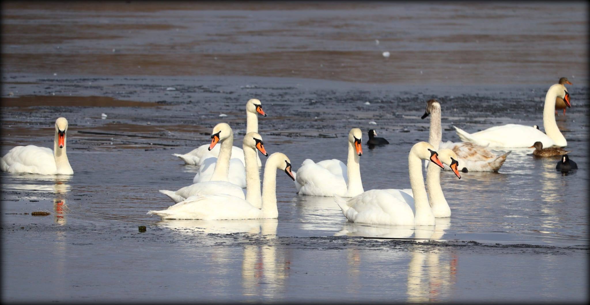 Focar de gripă aviară confirmat pe lacul Prodana, acțiuni de monitorizare în desfășurare