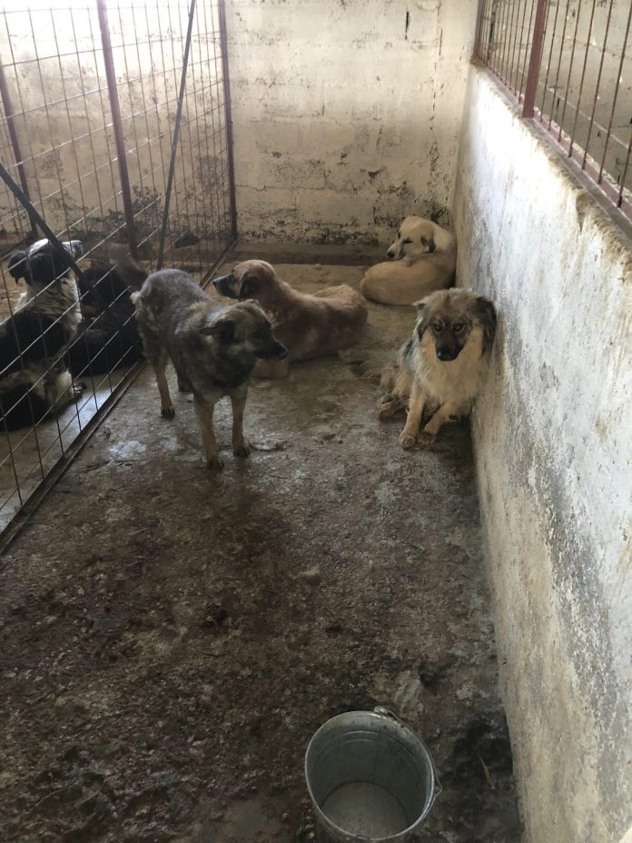 Poliția suspendă activitatea unui adăpost privat de câini din Suraia