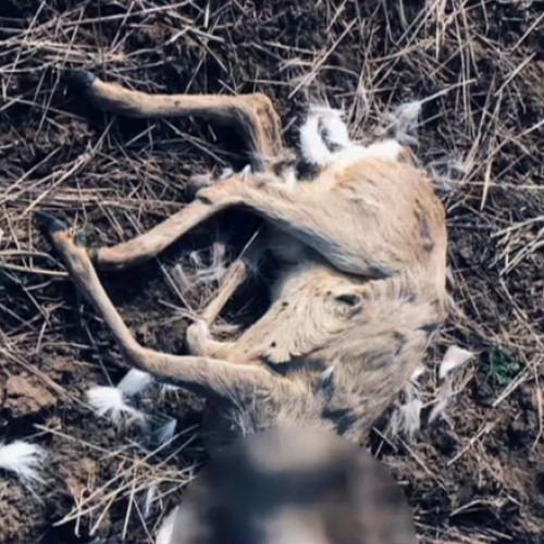 Zeci de animale sălbatice moarte, firmele de vânătoare din Timiș și Arad anchetate pentru utilizarea neautorizată de substanțe toxice