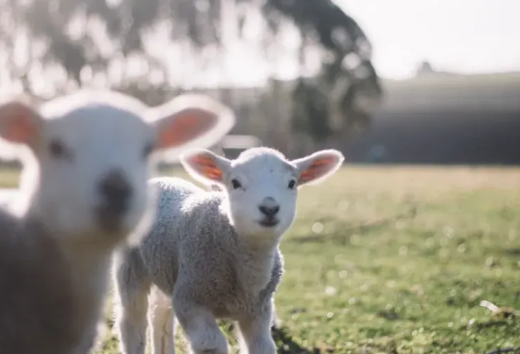 Carnea de miel se scumpește cu peste 20% înainte de Paște