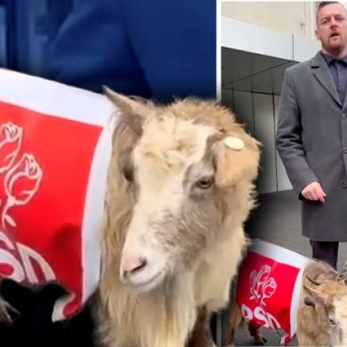 Deputatul maramureșean surprinde la protest cu o capră îmbrăcată în PSD