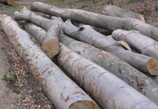 Acțiuni ale poliției pentru combaterea ilegalităților în domeniul silvic