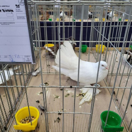 Expoziția Columbofilă din Bistrița aduce în prim-plan cele mai frumoase păsări