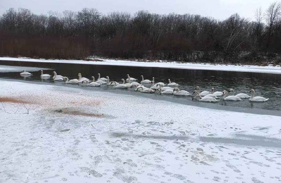 Lebedele de pe Prut: Avertizări privind hrănirea lor de către localnici