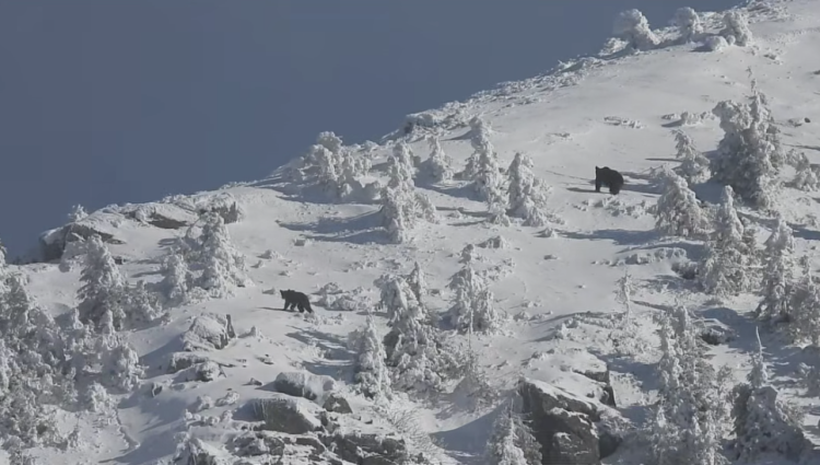 Ursoaică cu pui surprinsă în Munții Țibleșului