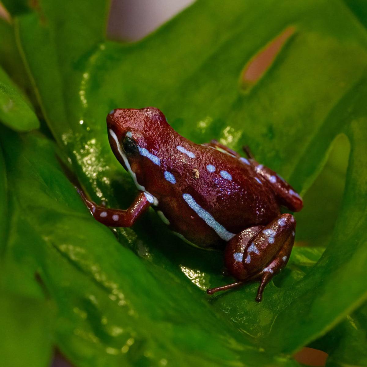 Țările europene acuză Rusia de otrăvirea lui Navalnîi cu o toxină periculoasă