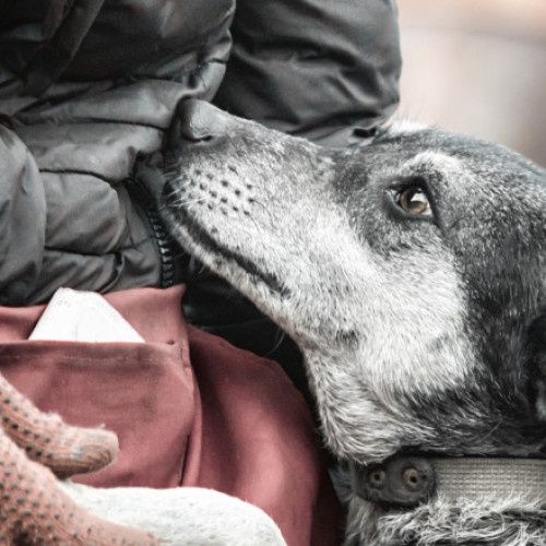 Peste 73 de câini din Suraia, Vrancea, relocați în urma unei operațiuni de salvare