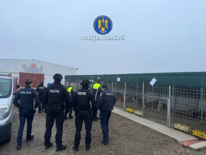 Câinii din adăpostul Suraia au fost adoptați cu succes