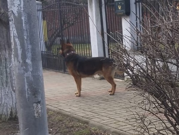 Acțiune a polițiștilor pentru protecția animalelor în Botoșani