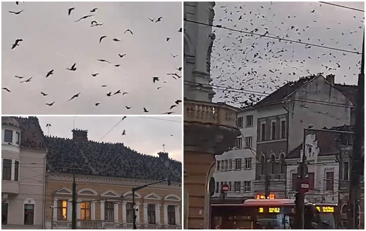 Mii de ciori au invadat centrul Clujului, stârnind reacții diverse