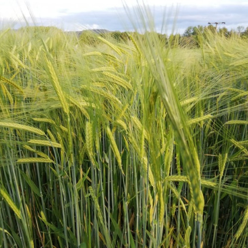 Producătorii agricoli şi pomicoli pot accesa finanţare nerambursabilă prin asocieri, conform unui ghid de la Agenţia pentru Finanţarea Investiţiilor Rurale