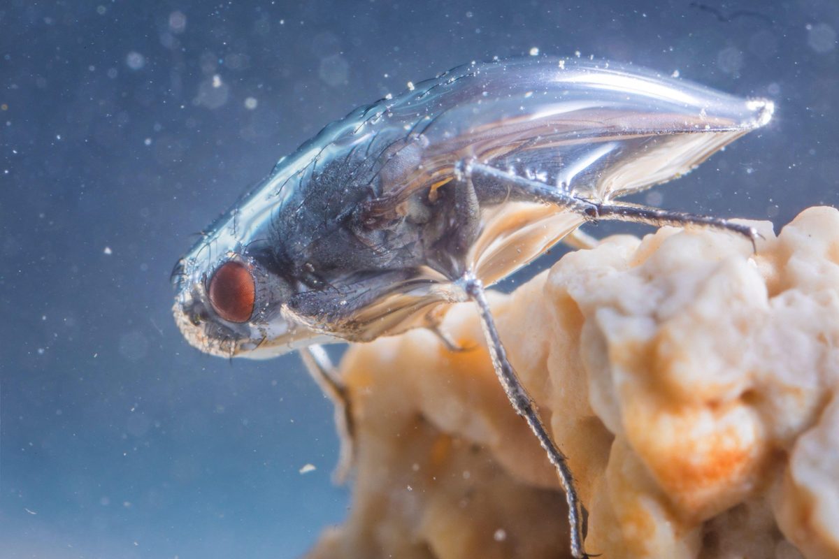 Această muscă supraviețuiește într-un lac mortal, asemănător unui costum de astronaut