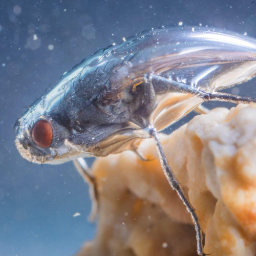 Un zburător îmbrăcat în costum spațial supraviețuiește într-un lac mortal