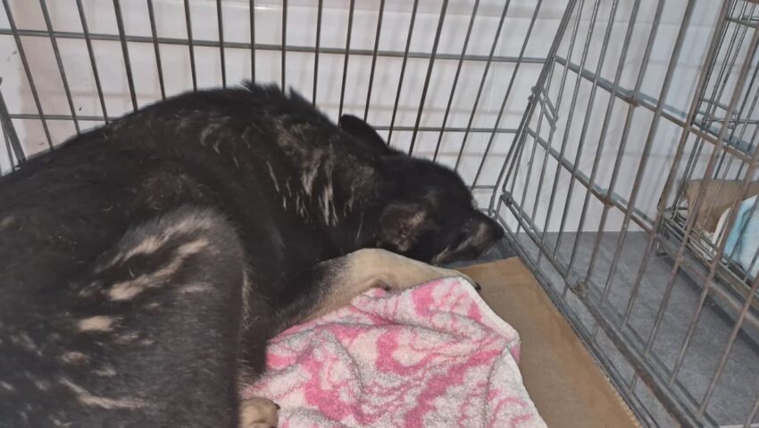 Zece câini salvați din Suraia de Asociația Milioane de Prieteni