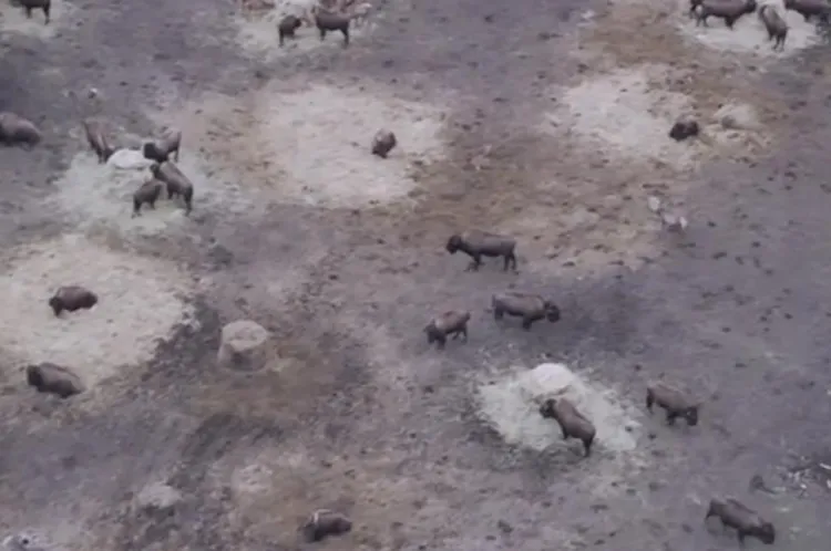 Animale moarte într-un țarc din Recea-Cristur, controale în desfășurare