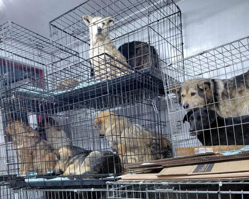 Câinii maltratați din adăpostul Pipo Animals primesc ajutor umanitar