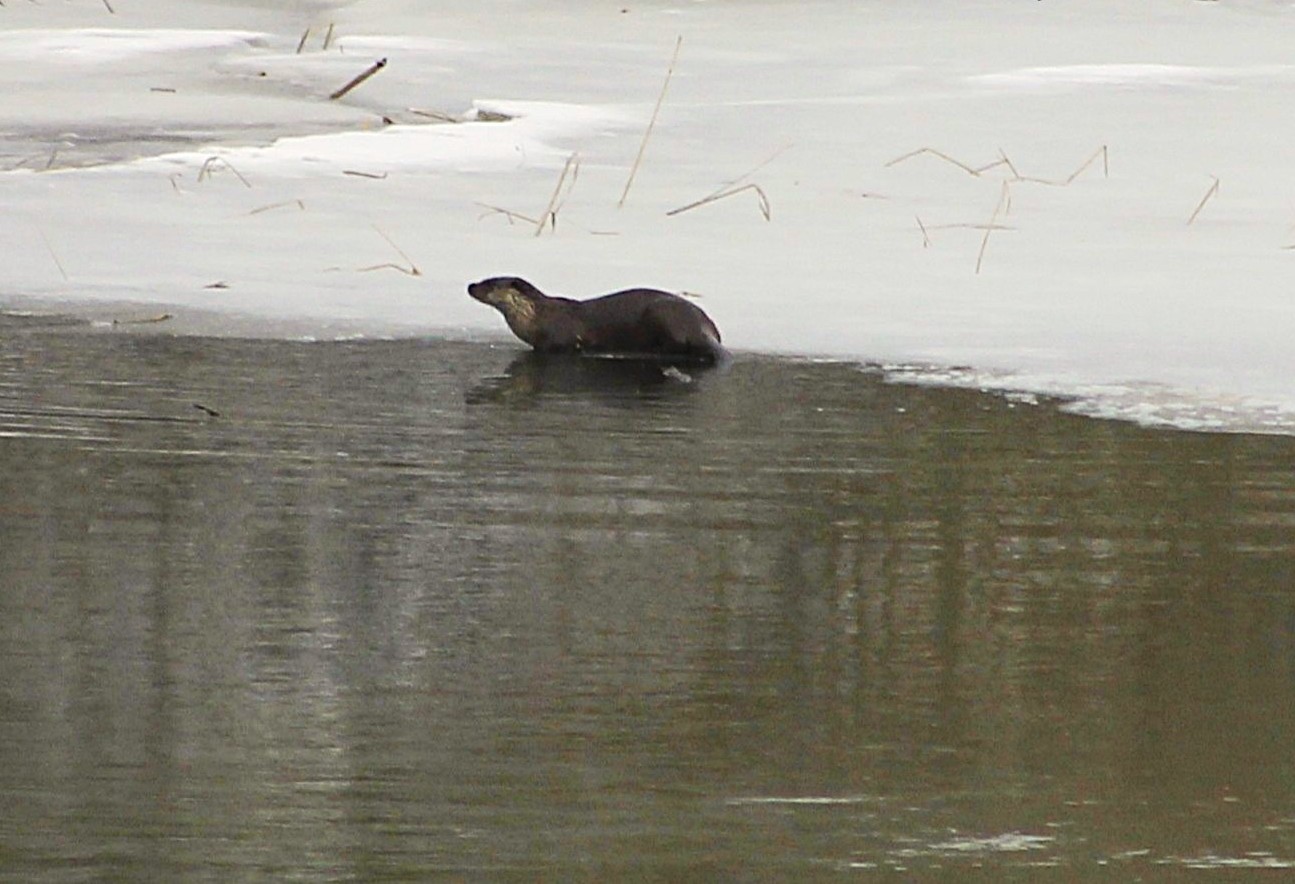 Descoperire surprinzătoare în natura din Botoșani