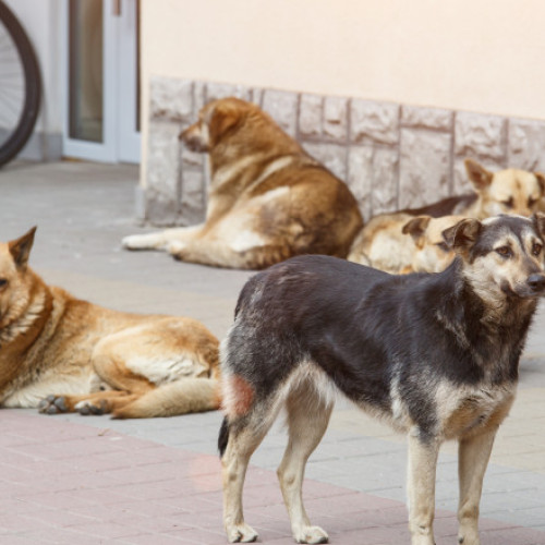 Cazul câinilor abandonati din Suraia evidențiază problemele legislației românești
