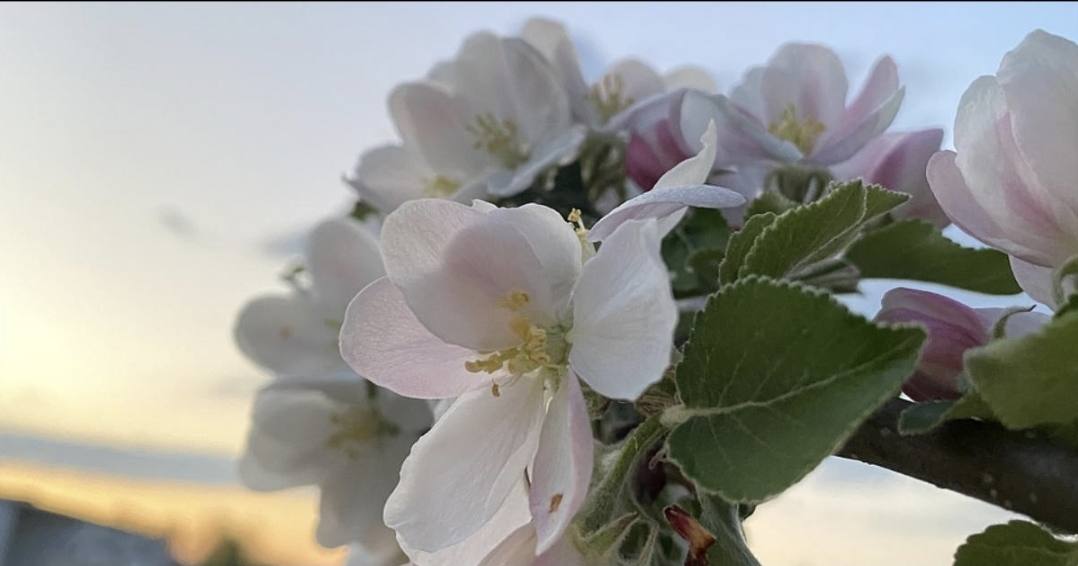 Iubirea în lume: sărbători diverse din culturi variate