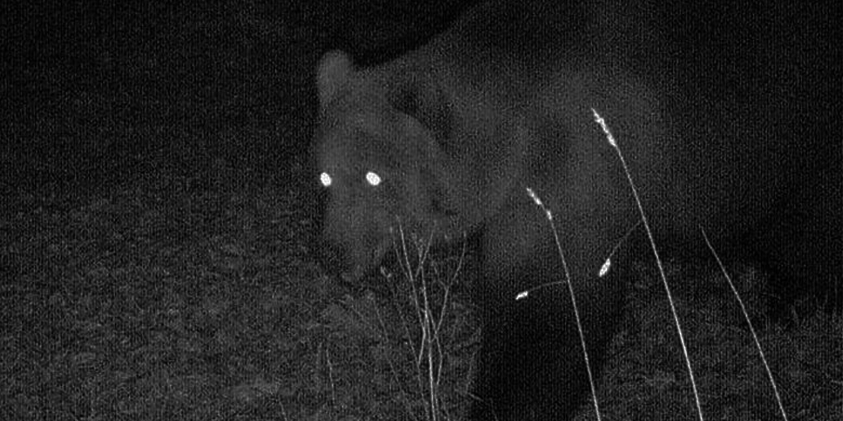 Bărbat atacat de urs în apropierea localității Maiad, Mureș