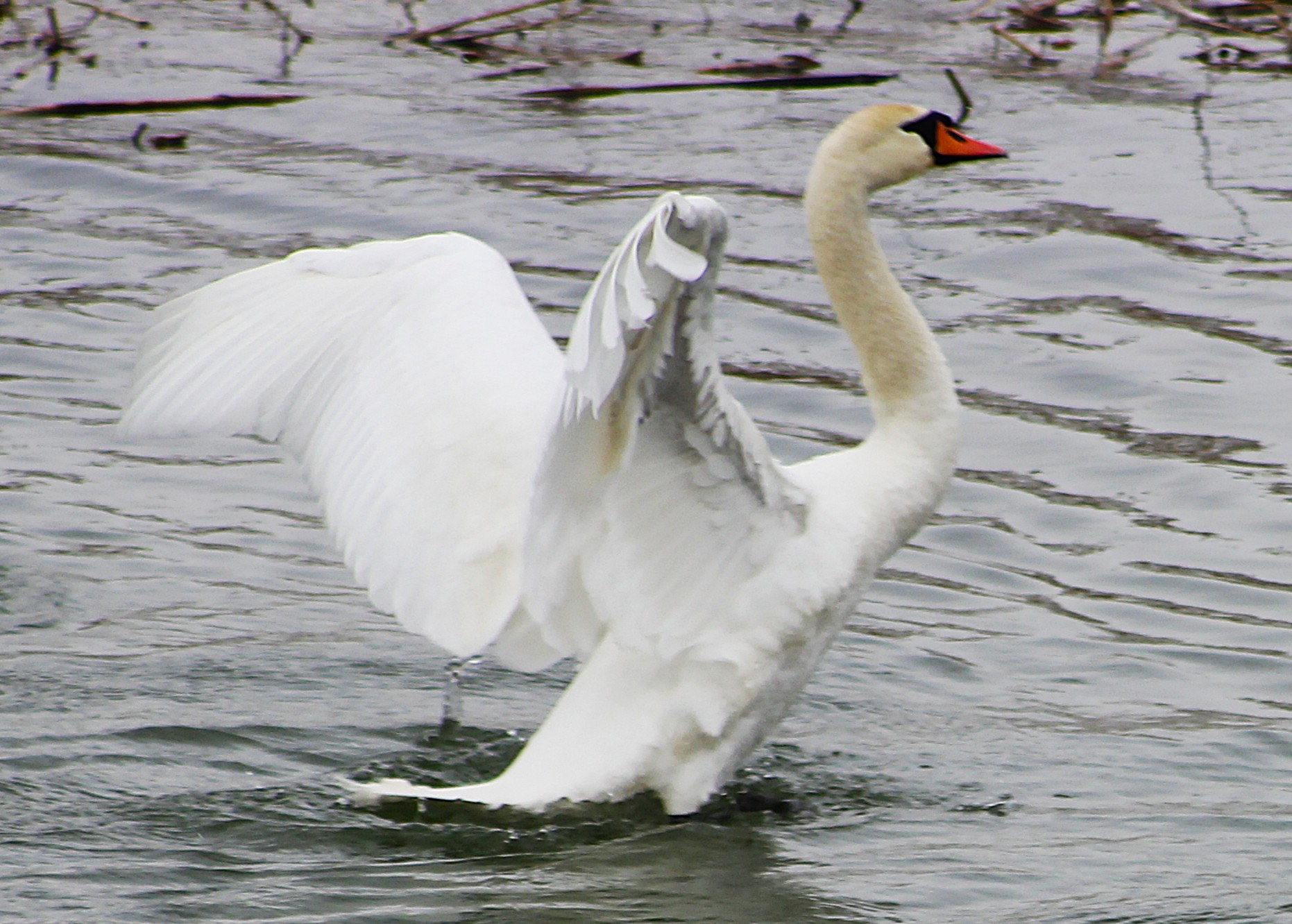 Iarna pune la încercare biodiversitatea din județul Botoșani
