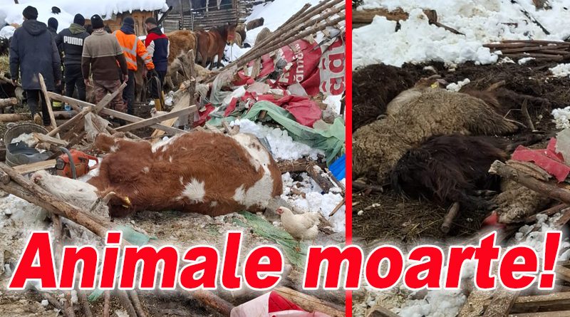 Ninsorile provocate pagube unui fermier din Calvini, Buzău