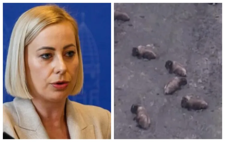 Comisie mixtă investighează moartea a aproape 100 de animale la Recea Cristur